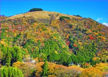 大野山東尾根