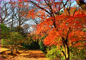 源氏山紅葉