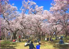 高遠の桜