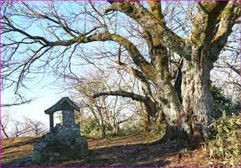 鷲頭山山頂