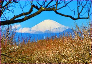 別所梅林から富士