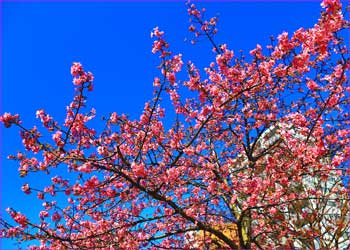 河津桜