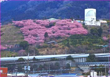 松田河津桜