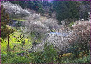 梅に菜の花が