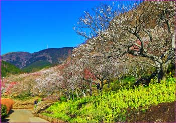 幕山公園