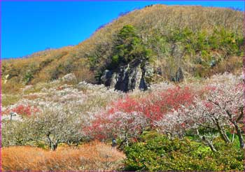 幕山梅公園