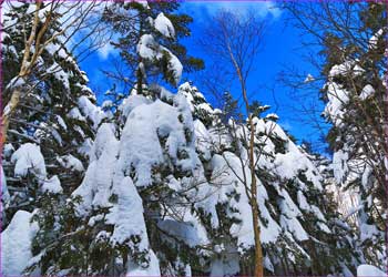 雪明けの森