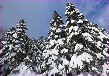 森の雪景