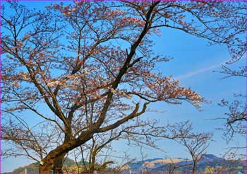 大口広場の桜