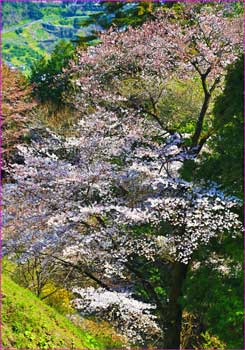 山桜満開