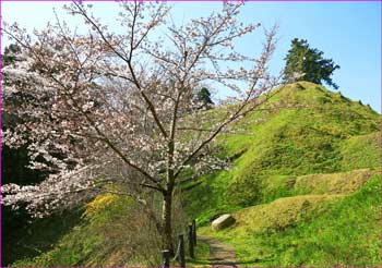 城址公園の桜