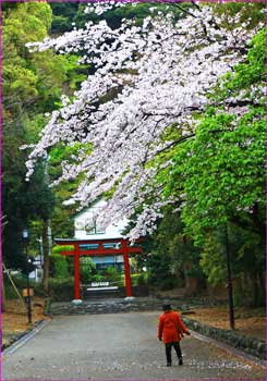 鶴岡八幡宮桜咲く頃