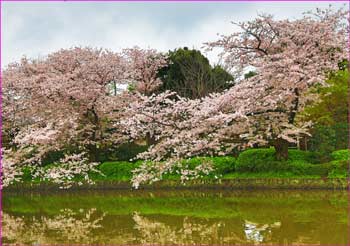 源平池花盛り