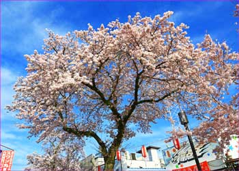 相模湖満開の桜