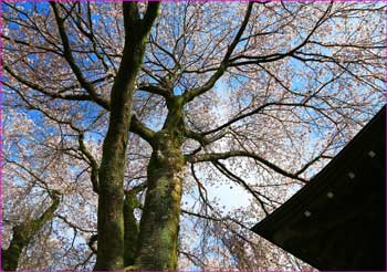 牛鞍神社の桜