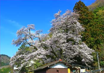 富士見桜