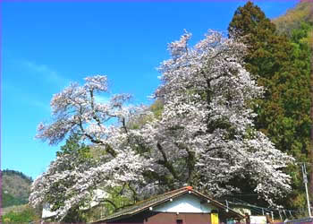 ちきらの富士見桜