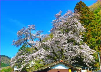 千木良の富士見桜