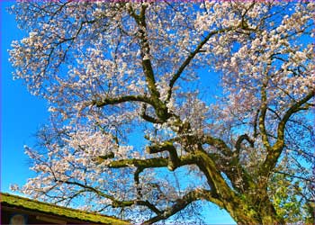 富士見桜