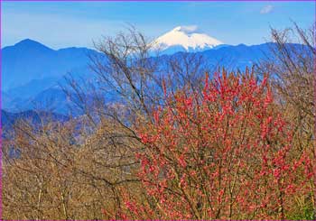 城山から富士