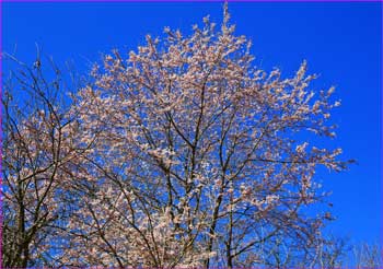 登山口の桜