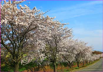 穂阪路桜並木