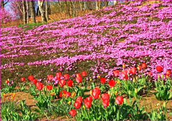 ハイジの花公園