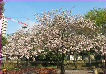 八重桜