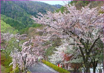 鎌田は桜満開