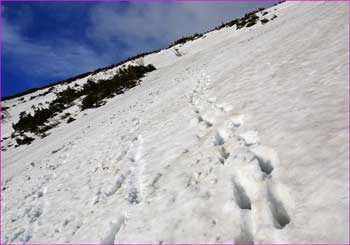 雪渓急斜面