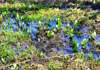 大清水の水芭蕉