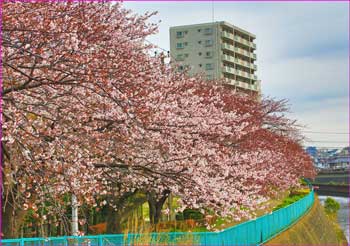 s境川の桜