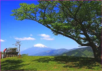 大野山山頂から富士