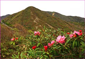 シャクナゲと須立山