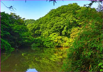 里山の沼