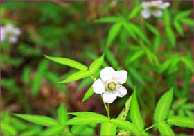 イチゴの花