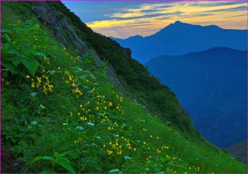 花愛で遠山も