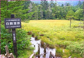 白駒湿原