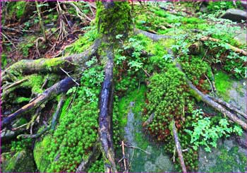 苔むす木の根