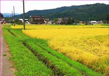 大崎里の秋