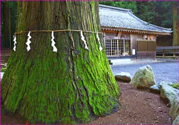 藤沢子神社の杉神木