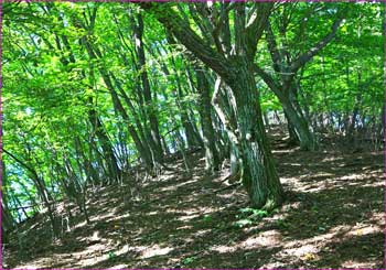 尾根道の林