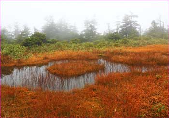 湿原池塘の尾根