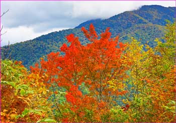 紅葉の景