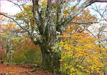 鹿留山大木