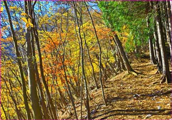 紅葉の尾根道