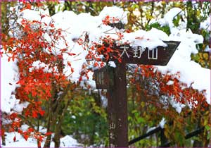 紅葉に雪が