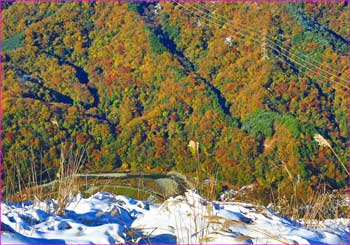 河内川紅葉