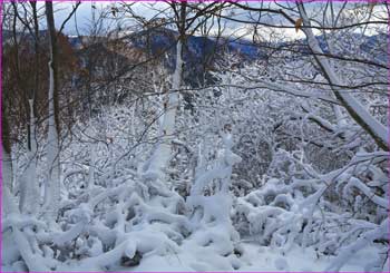 藪木に雪が