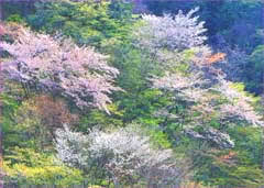 畦ヶ丸山桜